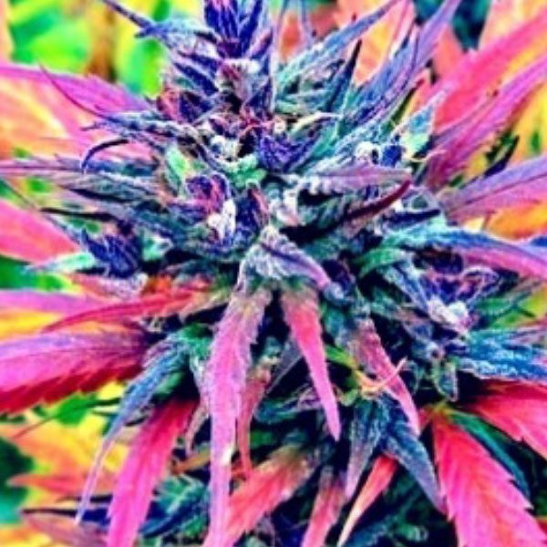 Rainbow Kush